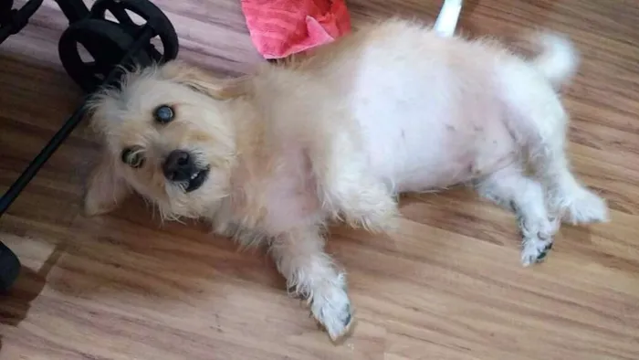 Cachorro ra a SRD idade 6 ou mais anos nome Torresmo