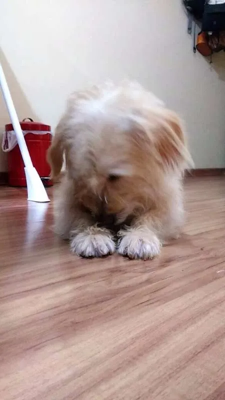 Cachorro ra a SRD idade 6 ou mais anos nome Torresmo