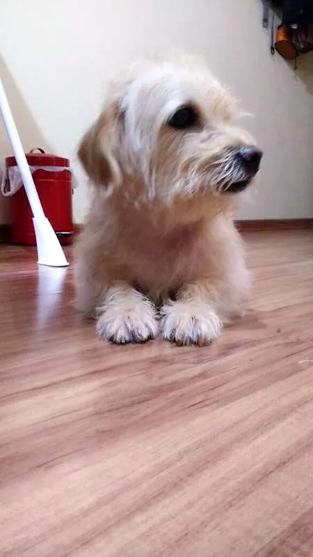 Cachorro ra a SRD idade 6 ou mais anos nome Torresmo