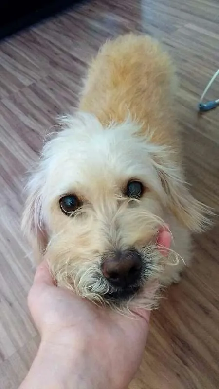 Cachorro ra a SRD idade 6 ou mais anos nome Torresmo