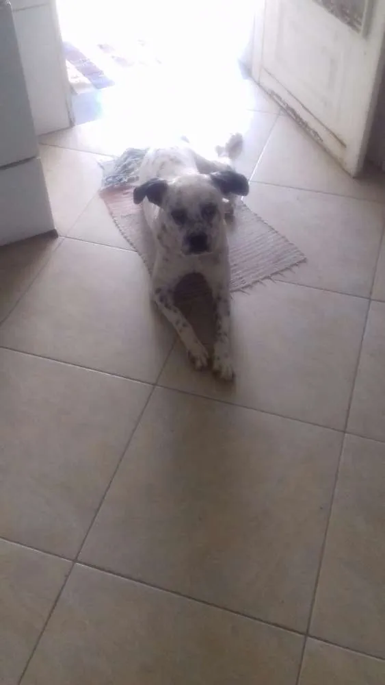 Cachorro raça Vira lata mãe dalmata pai buld idade 1 ano nome John