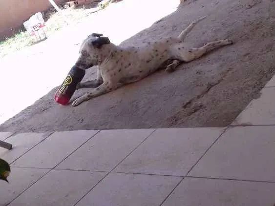 Cachorro raça Vira lata mãe dalmata pai buld idade 1 ano nome John