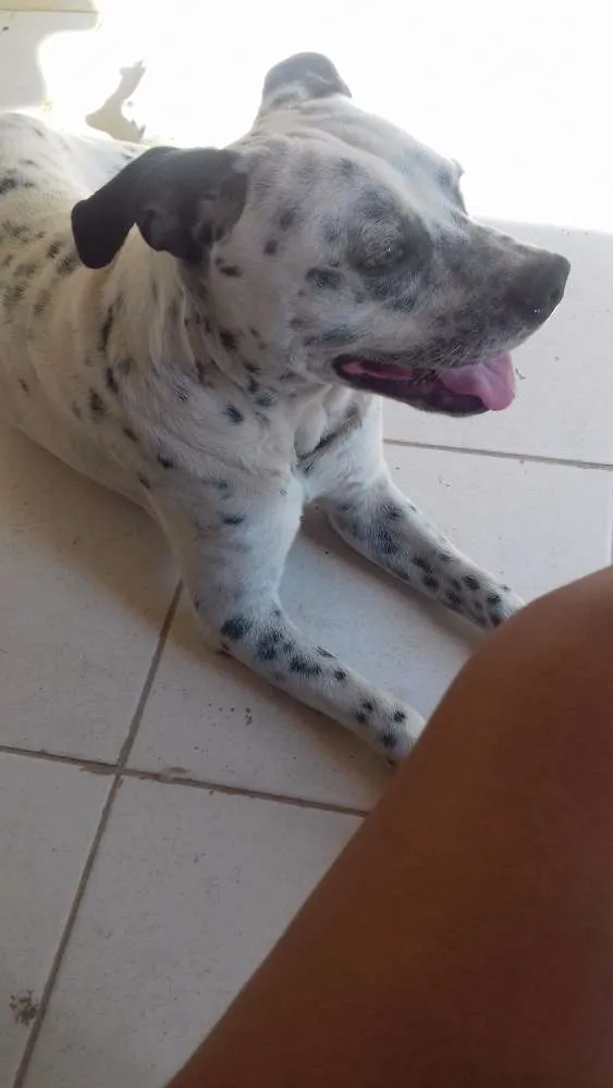 Cachorro raça Vira lata mãe dalmata pai buld idade 1 ano nome John