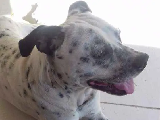 Cachorro raça Vira lata mãe dalmata pai buld idade 1 ano nome John