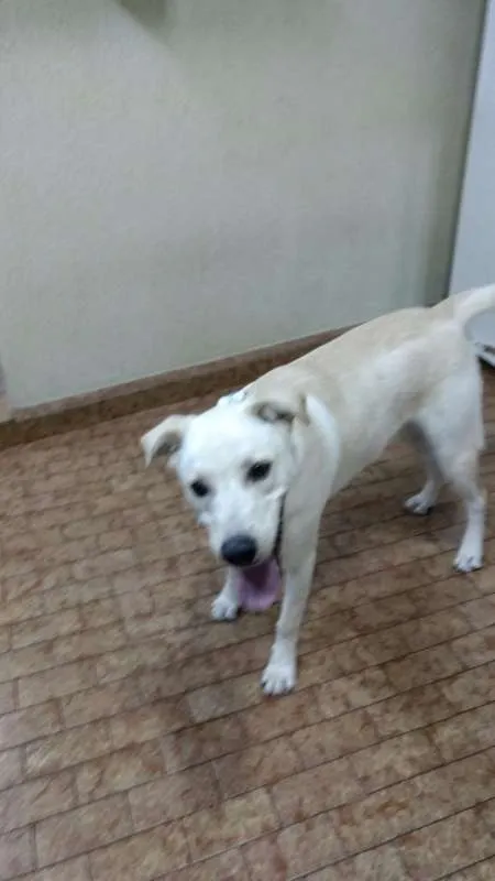 Cachorro ra a labrador com viralata idade 1 ano nome Bolt