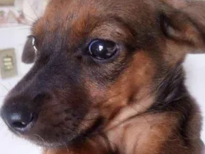 Cachorro raça Srd idade 2 a 6 meses nome Nina