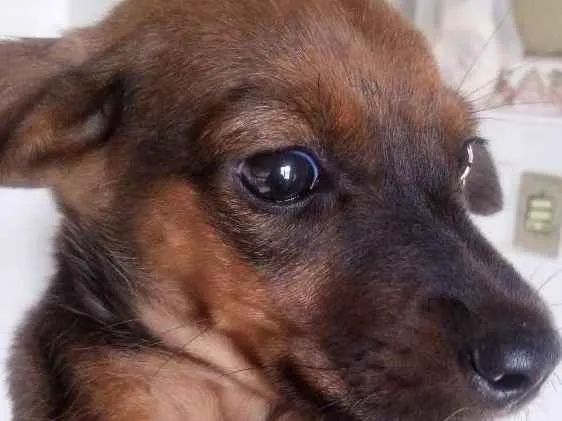 Cachorro ra a Srd idade 2 a 6 meses nome Nina