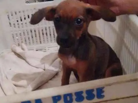 Cachorro ra a Srd idade 2 a 6 meses nome Nina