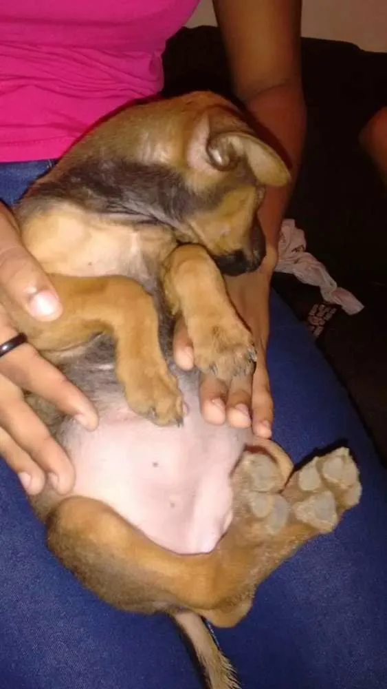 Cachorro ra a Srd idade 2 a 6 meses nome Nina