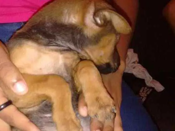 Cachorro ra a Srd idade 2 a 6 meses nome Nina