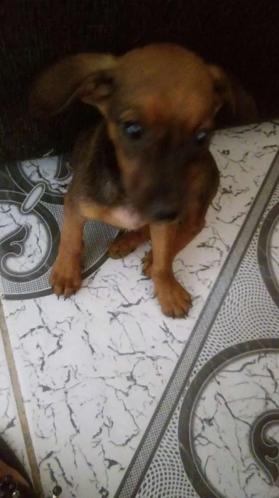 Cachorro ra a Srd idade 2 a 6 meses nome Nina