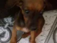 Nina