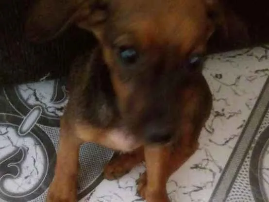 Cachorro ra a Srd idade 2 a 6 meses nome Nina