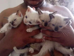 Gato raça Siamês idade Abaixo de 2 meses nome Vários
