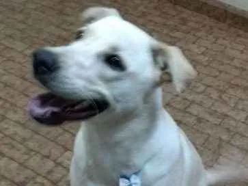 Cachorro ra a labrador com viralata idade 1 ano nome Bolt