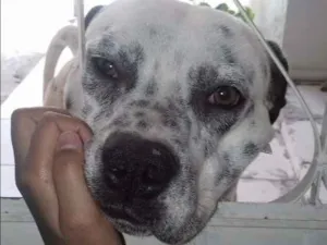Cachorro raça Vira lata mãe dalmata pai buld idade 1 ano nome John