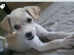 Cachorro raça Vira Lata idade 2 a 6 meses nome Kiara