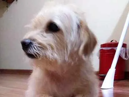 Cachorro ra a SRD idade 6 ou mais anos nome Torresmo