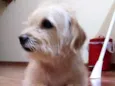 Torresmo