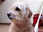 Cachorro raça SRD idade 6 ou mais anos nome Torresmo