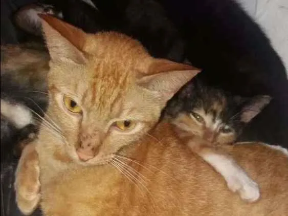 Gato ra a Não sei  idade 2 a 6 meses nome Ainda não tem 