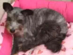 Cachorro ra a Srd idade 4 anos nome Barhô