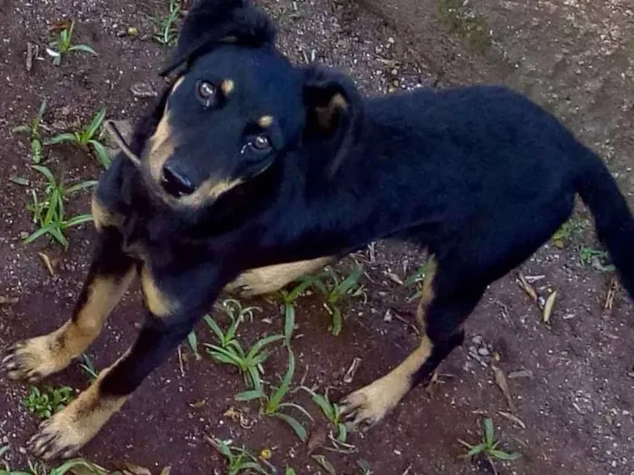 Cachorro ra a Raça indefinida idade 7 a 11 meses nome Pandora