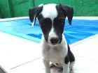 Cachorro raça SRD idade 2 a 6 meses nome Dora