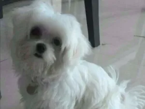 Cachorro raça Maltês idade 2 anos nome Eike
