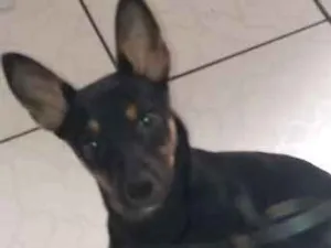 Cachorro raça Indefinida idade 2 a 6 meses nome Mel