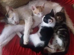 Gato raça Vira lata idade 2 a 6 meses nome Pretinho