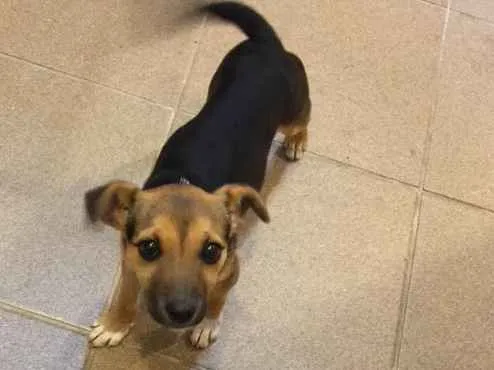 Cachorro ra a Vira lata idade 2 a 6 meses nome Lisi