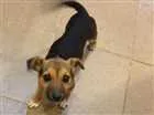 Cachorro raça Vira lata idade 2 a 6 meses nome Lisi