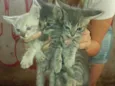 GATINHOS FOFOS
