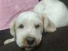 Cachorro raça Lhasa apso idade 2 anos nome Teodoro