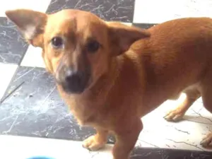 Cachorro raça Nn sabemos idade 1 ano nome Niraj