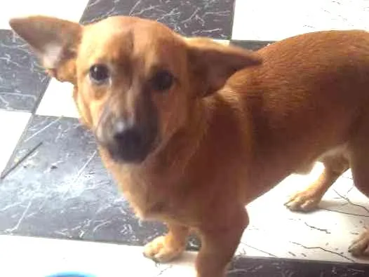 Cachorro ra a Nn sabemos idade 1 ano nome Niraj