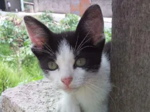 Gato raça  idade Abaixo de 2 meses nome Sem Nome