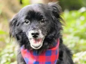 Cachorro raça SRD idade 6 ou mais anos nome Bob