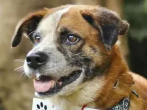 Cachorro raça SRD idade 5 anos nome Bethoven