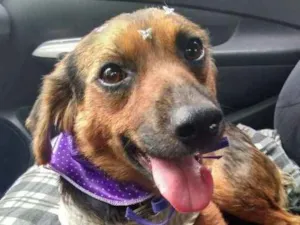 Cachorro raça SRD idade 1 ano nome Sandy
