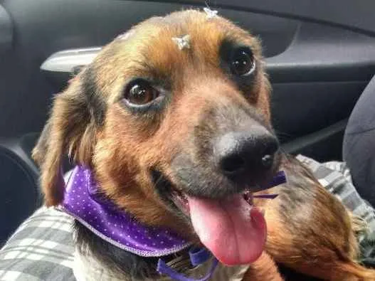 Cachorro ra a SRD idade 1 ano nome Sandy