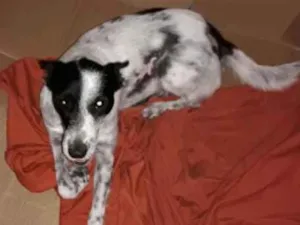 Cachorro raça SRD idade  nome Vida