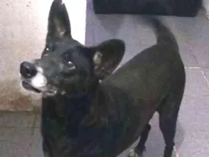 Cachorro raça SRD idade  nome Pretinha e Pivete