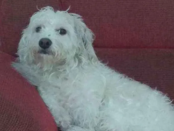 Cachorro ra a Mestiço idade 3 anos nome Lunna