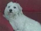 Cachorro raça Mestiço idade 3 anos nome Lunna