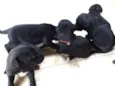 Pequeninos