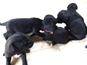 Cachorro raça Srd idade Abaixo de 2 meses nome Pequeninos