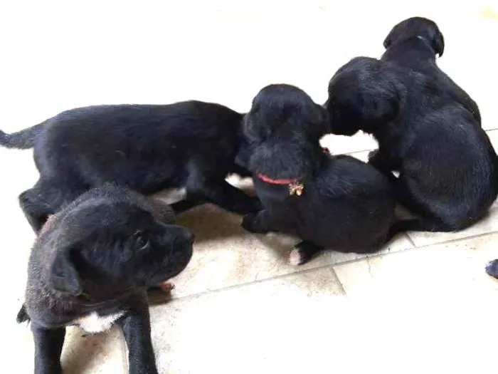 Cachorro ra a Srd idade Abaixo de 2 meses nome Pequeninos