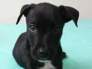 Cachorro raça SRD idade 2 a 6 meses nome Bart